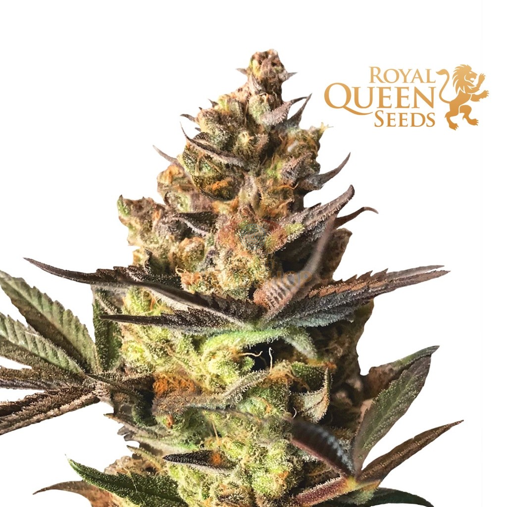 Royal CBG Automatic - Royal Queen Seeds